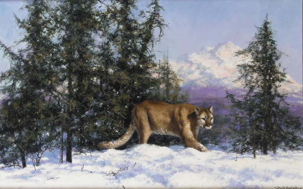 Mountain lion by David Shepherd