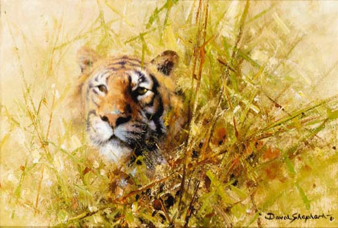 Tiger study by David Shepherd