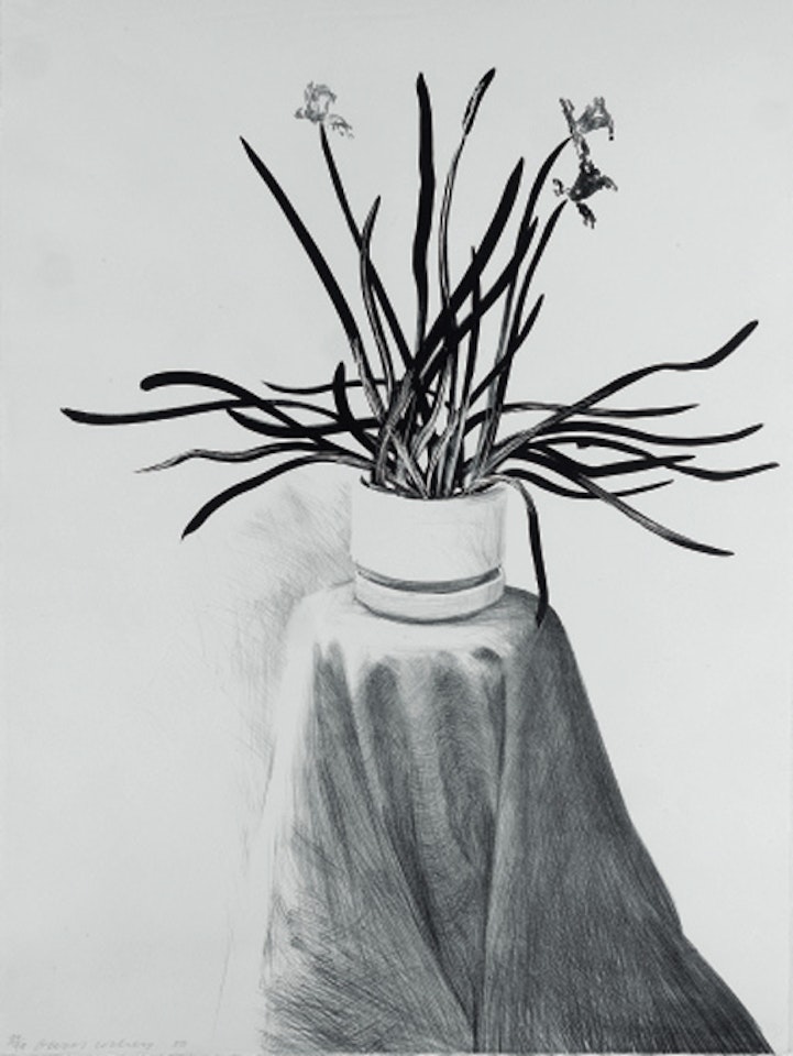 Potted daffodils by David Hockney