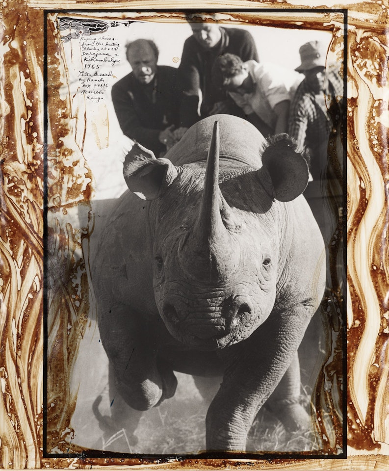 Roping Rhinos from the Hunting Blocks 28 + 29 by Peter Beard