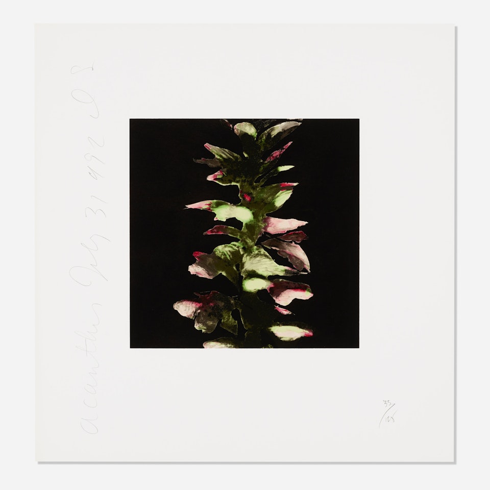Acanthus (from the Fruit and Flowers suite) by Donald Sultan