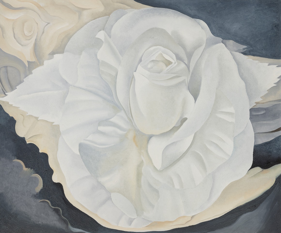 White Calico Rose by Georgia O'Keeffe