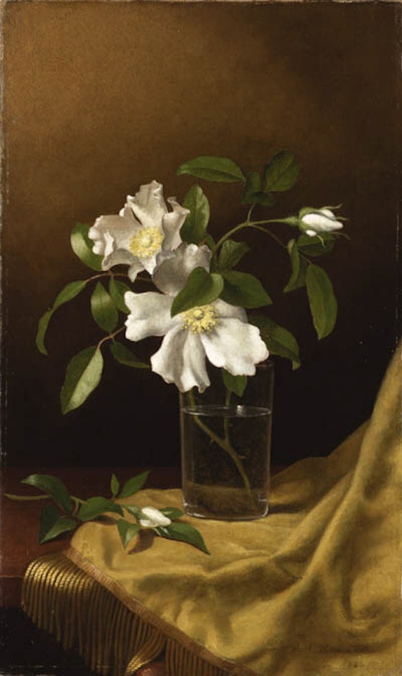 Cherokee roses in a glass on gold velvet plush by Martin Johnson Heade