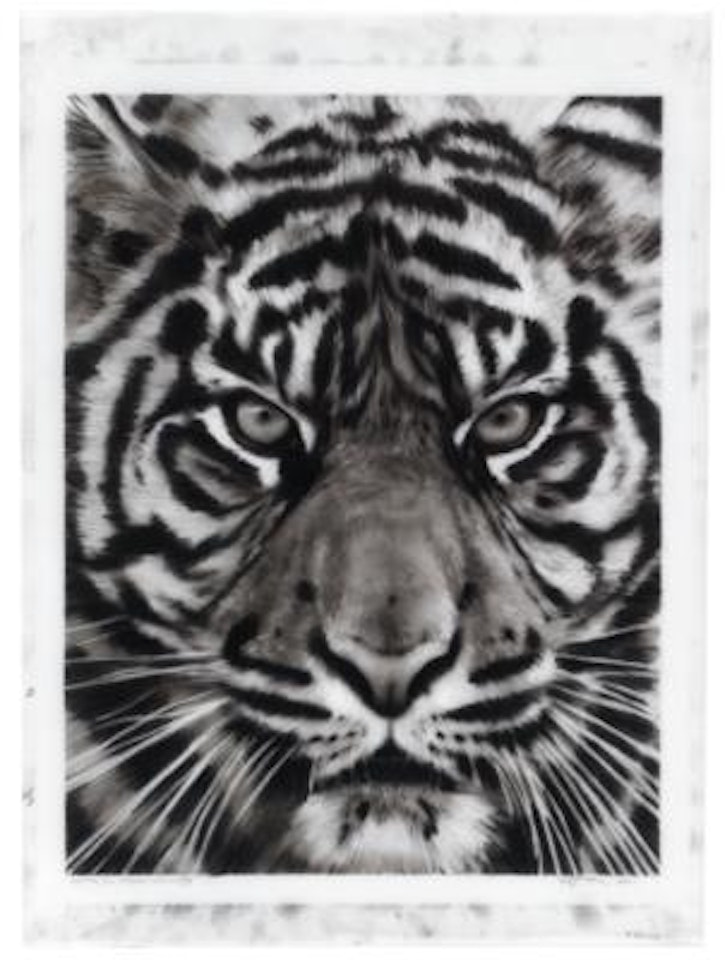 Study for Tiger Head (No. 1B) by Robert Longo