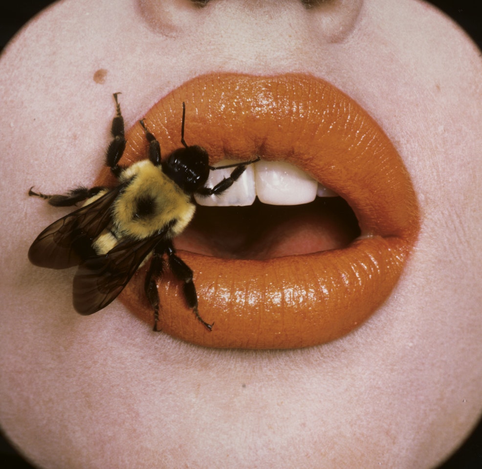 Bee (A), New York, September by Irving Penn