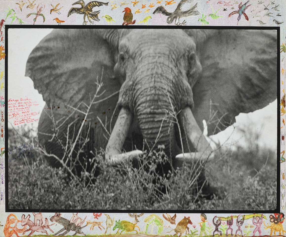 Large tusker (c. 150 lbs per side), Tsavo North, near hunting block 33/ Ithumber Hill on the Athi-Tiva dry river (for 'The End of the Game'), February by Peter Beard