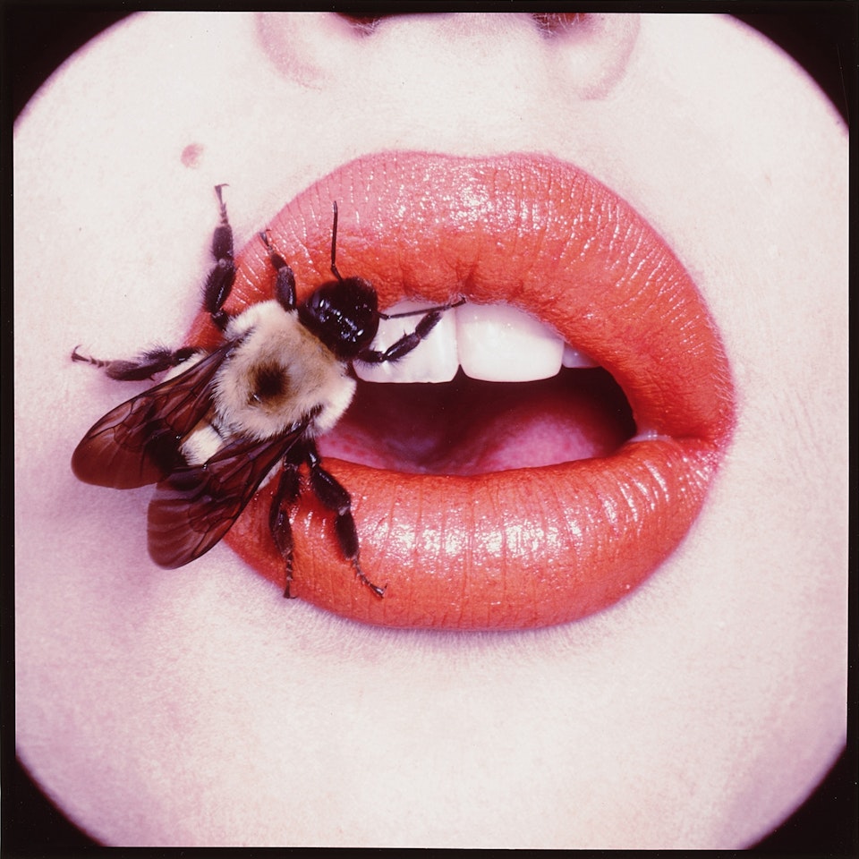 Bee (A), New York by Irving Penn