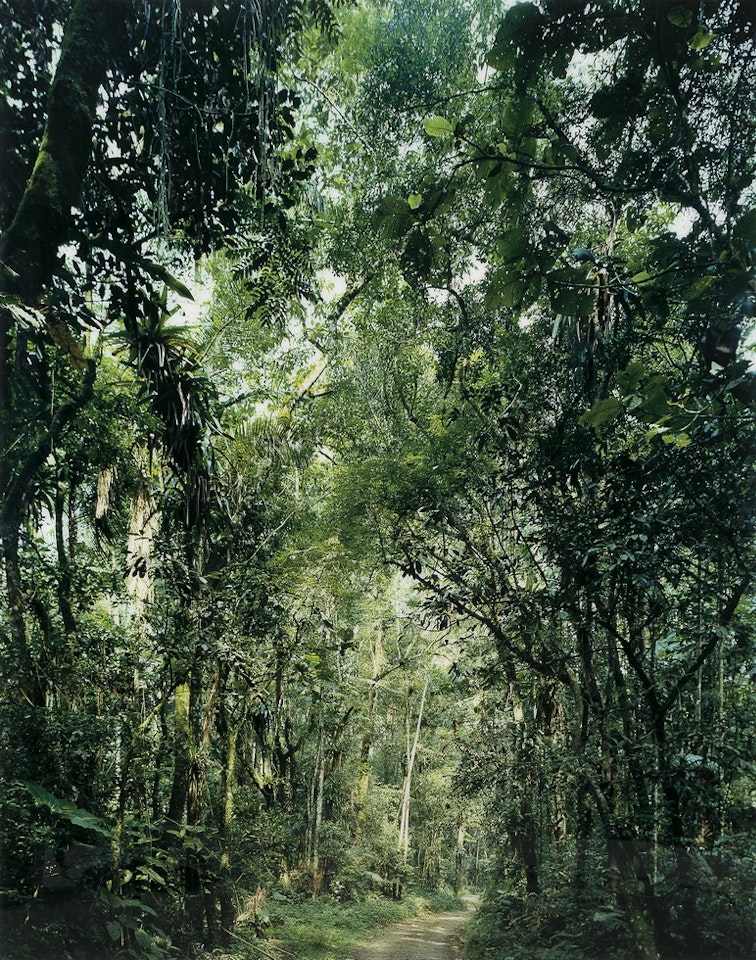 Paradise 23 – São Francisco de Xavier, Brazil by Thomas Struth