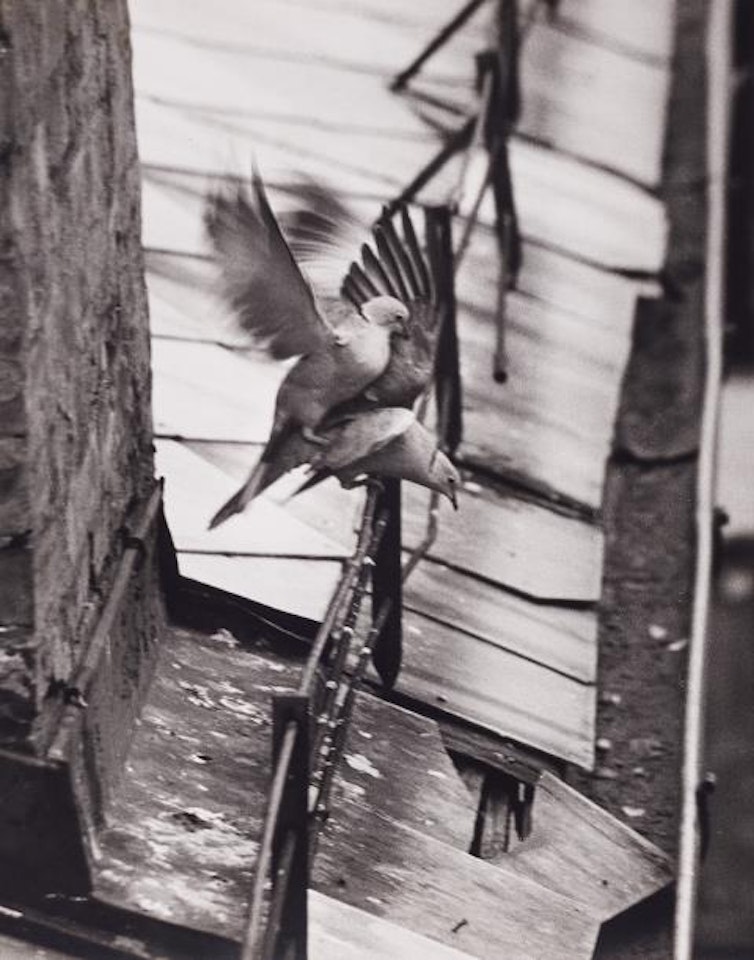 Budapest (from the series: Birds) by André Kertész