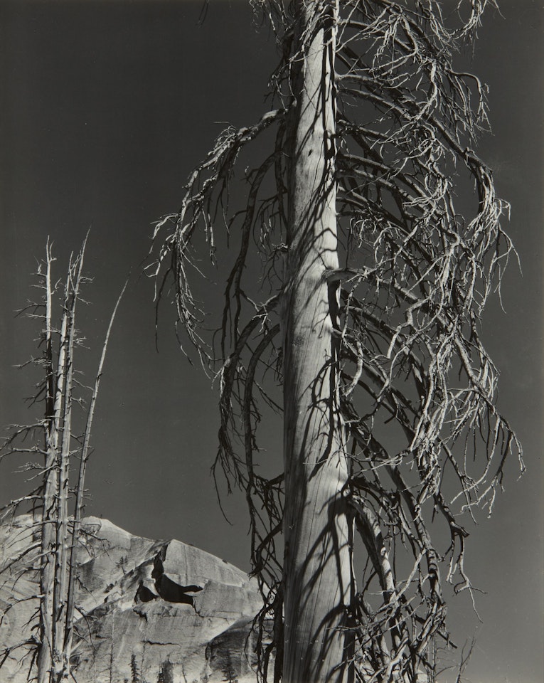 Trees, Lake Tenaya by Edward Weston