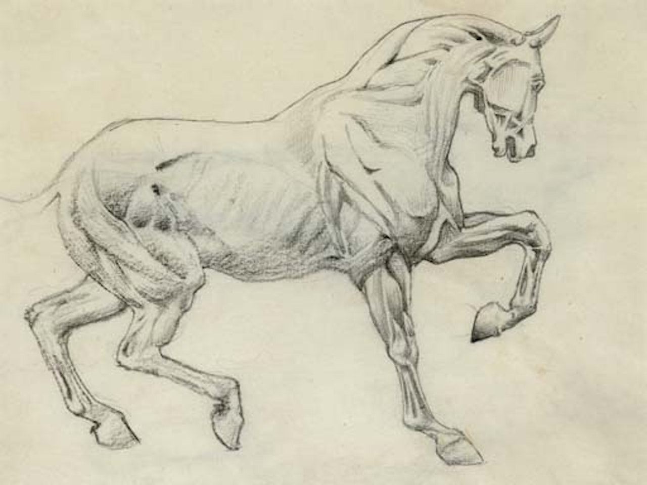 Ecorche figure of a horse by Edward Coley Burne-Jones