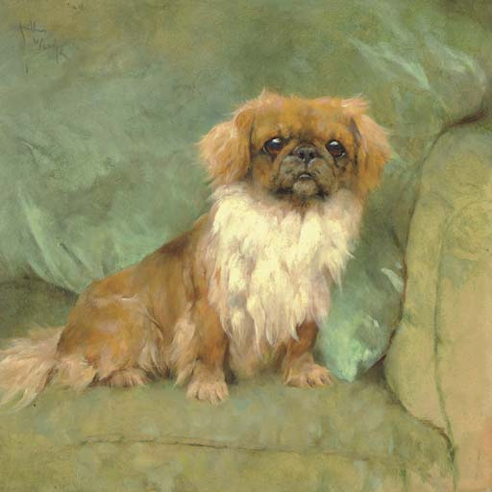 Pekingese on a blue pillow by Arthur Wardle
