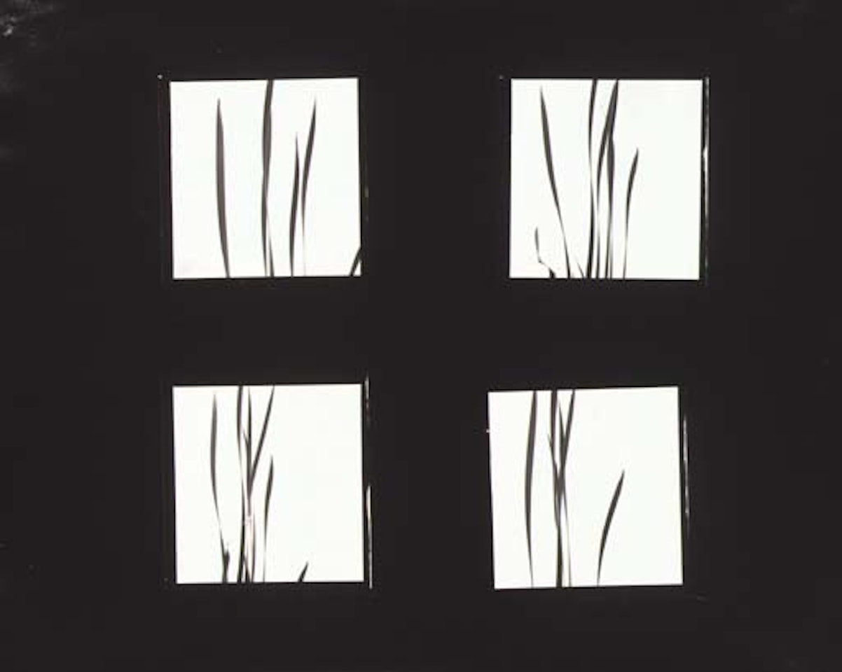 Cattails against the sky by Harry Callahan