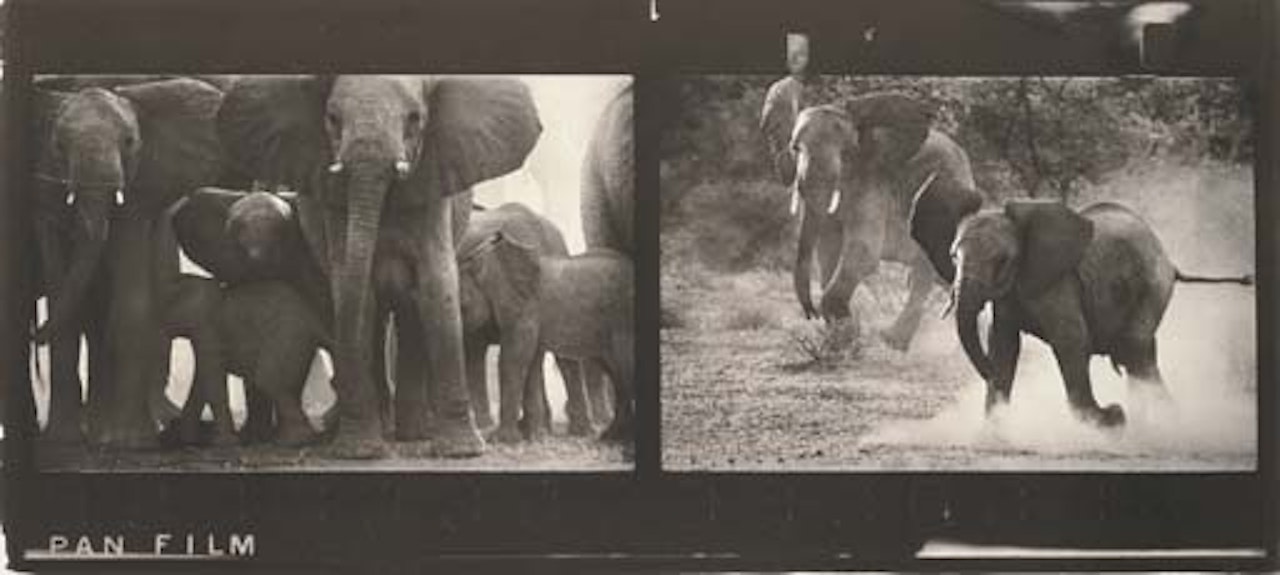 Cow elephant heard at Buffalo Springs/Kenya N F D by Peter Beard