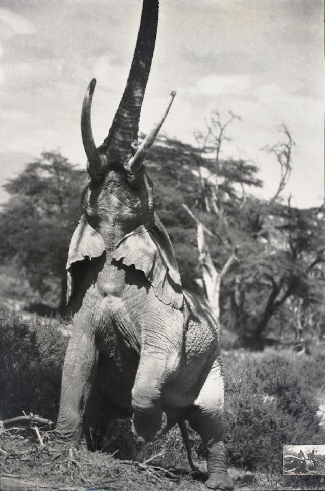 Elephant Reaching for the Last Branch on a Tree, Kenya, June 1960 by Peter Beard