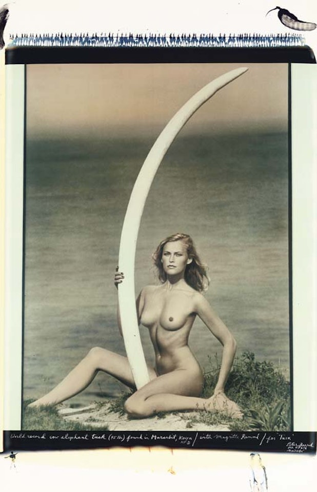 World record cow elephant tusk by Peter Beard