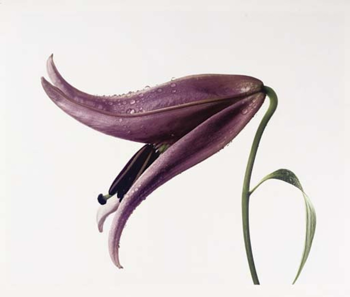 Lily, Imperial pink, New York by Irving Penn
