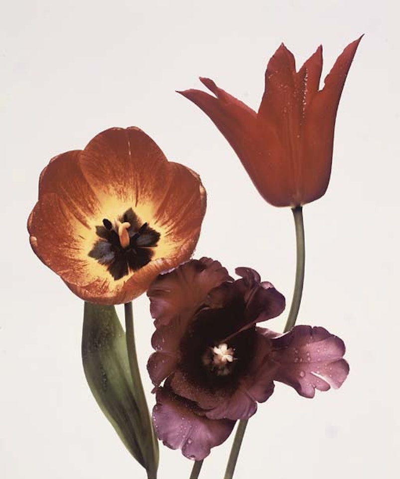 Three tulips, red shine, black parrot and gudoshnik by Irving Penn