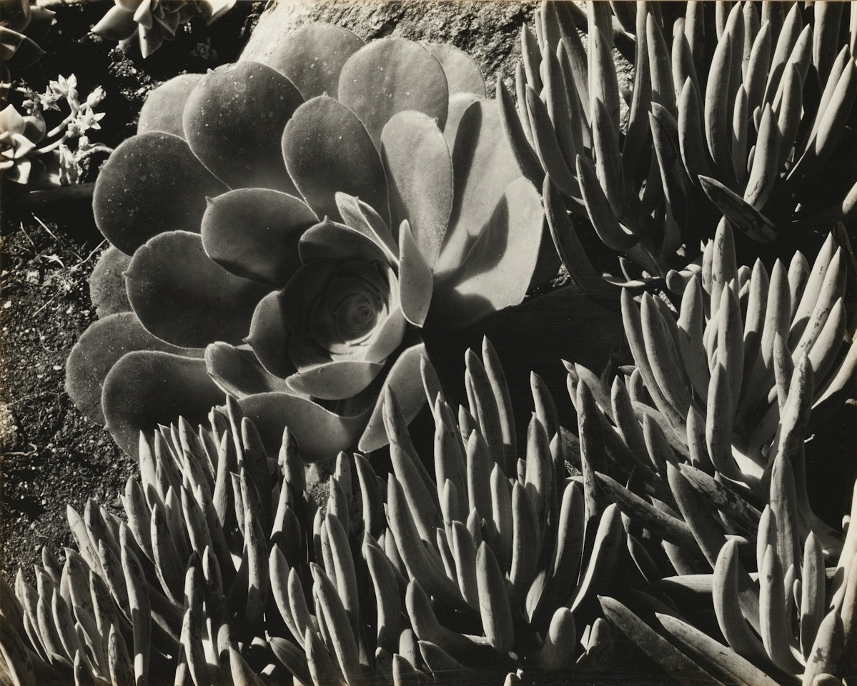 SUCCULENTS by Edward Weston