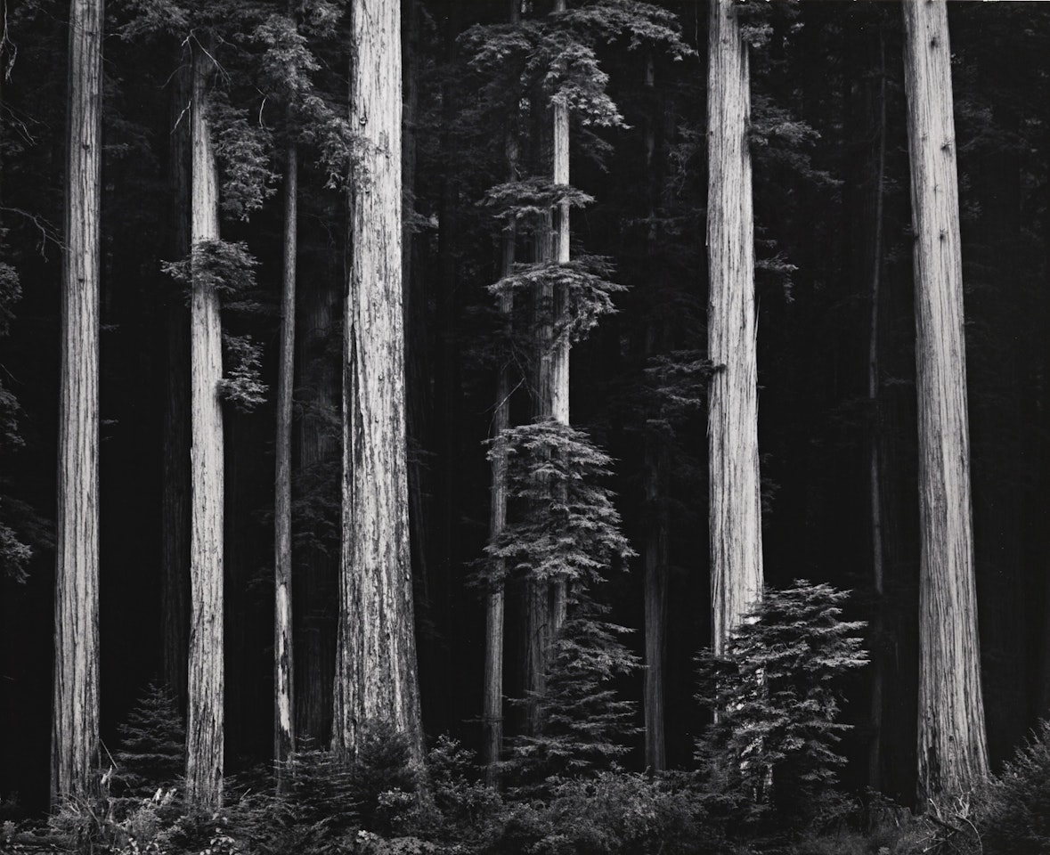 REDWOODS, BULL CREEK FLAT, NORTHERN CALIFORNIA by Ansel Adams