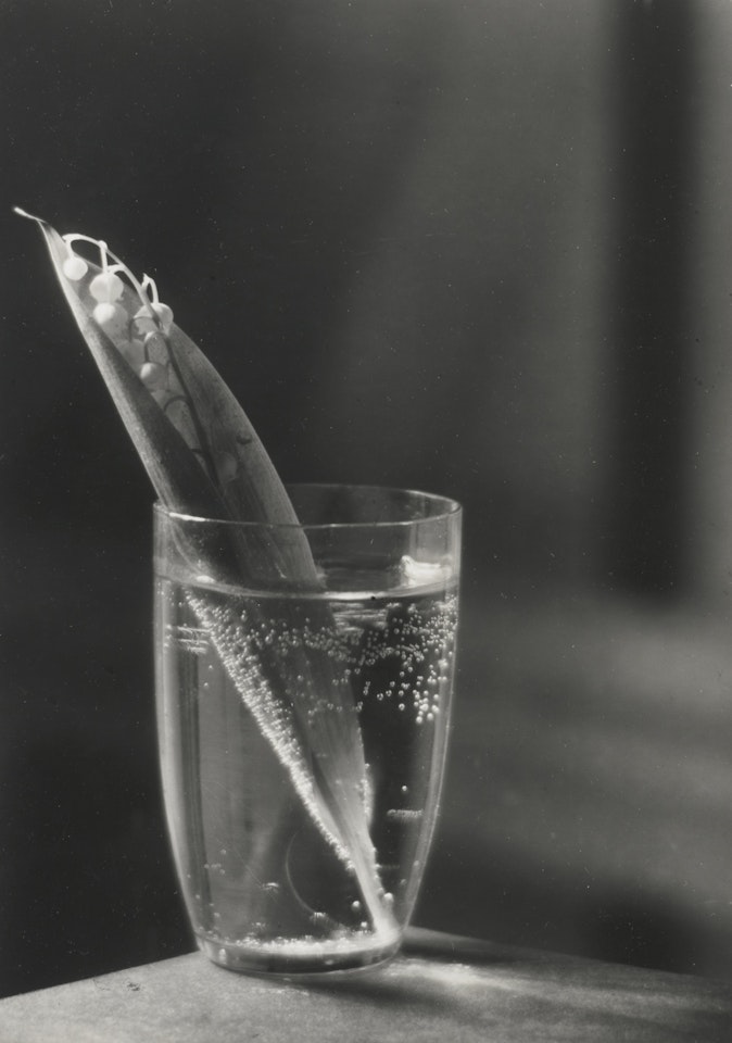 KONVALINKA (LILY OF THE VALLEY) by Josef Sudek