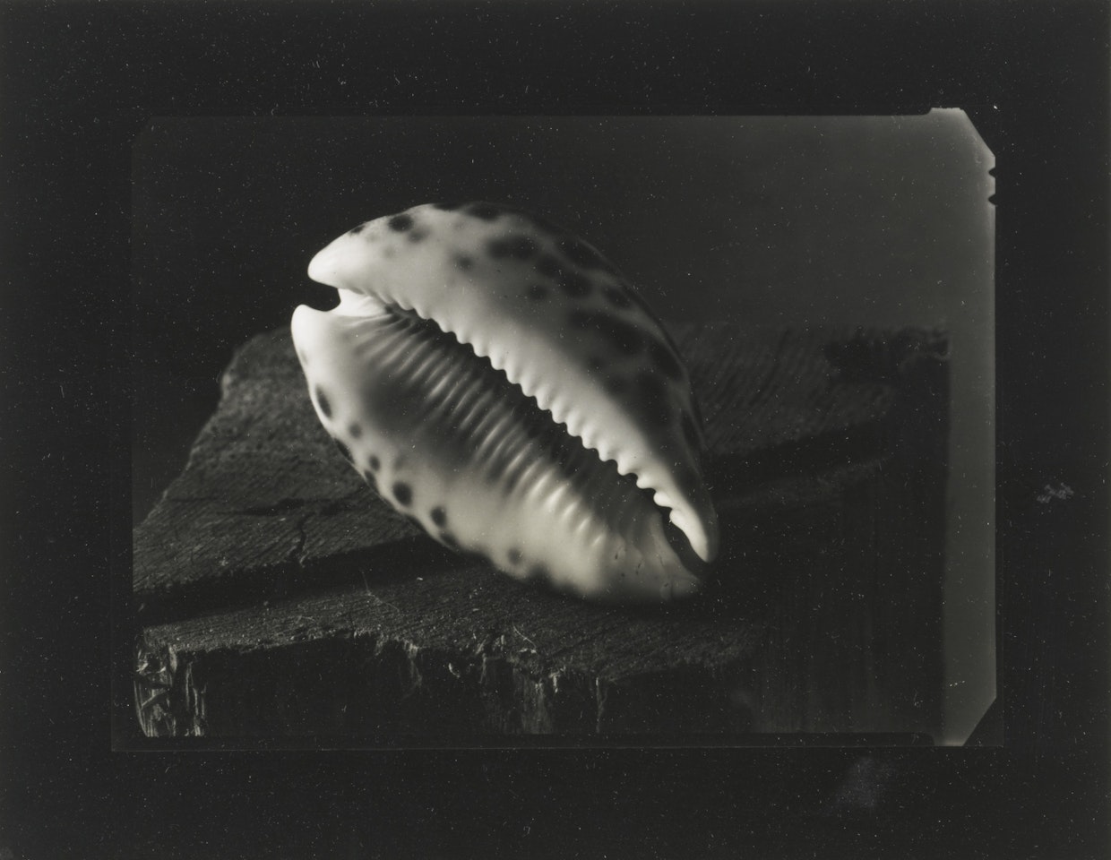 STILL LIFE WITH SHELL by Josef Sudek