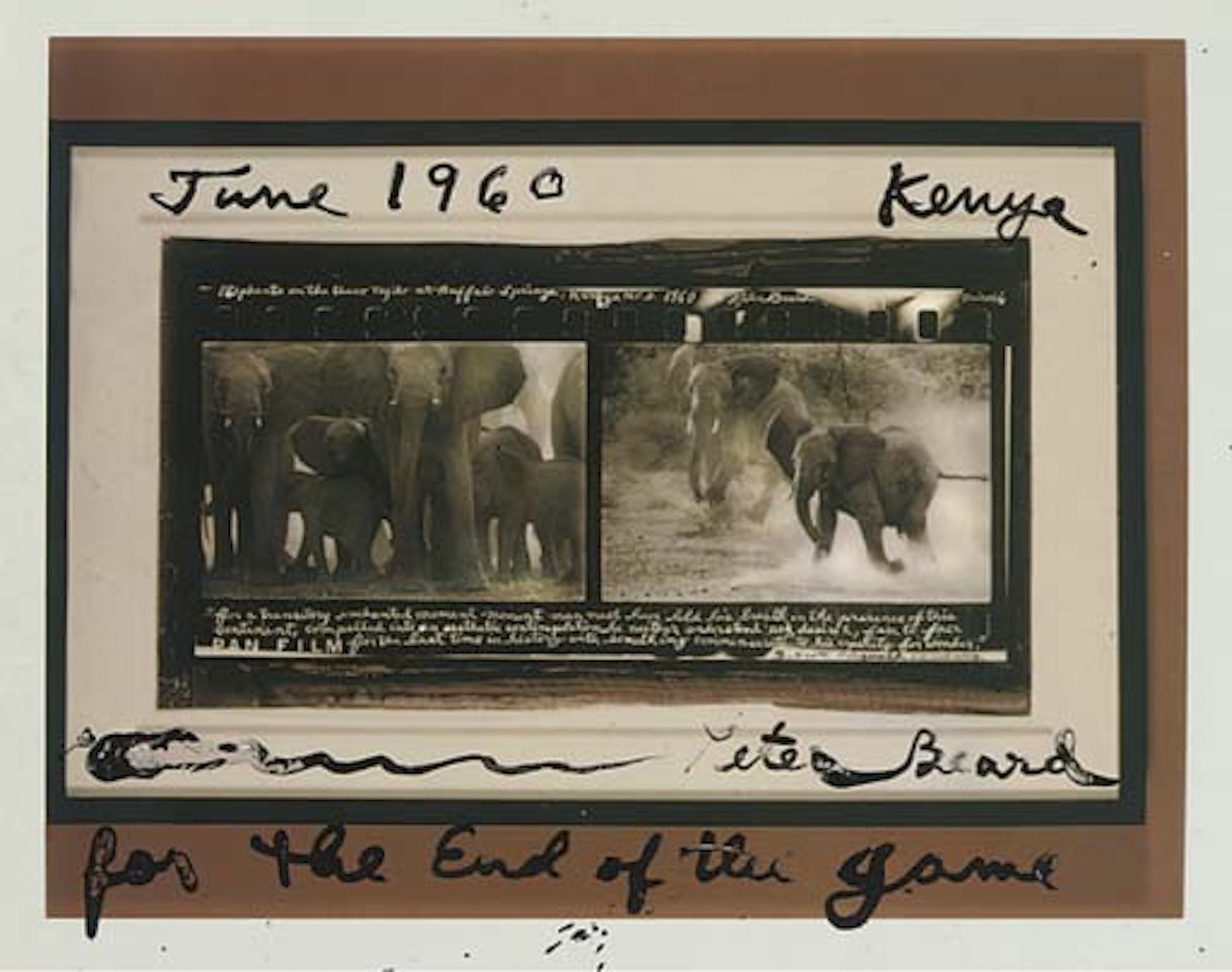 Elephants by Peter Beard