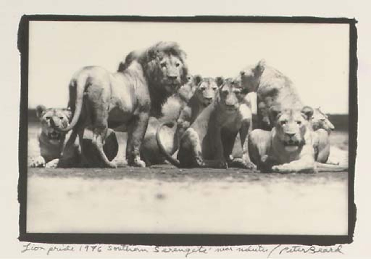 Lion pride, southern Serengeti near Ndutu by Peter Beard