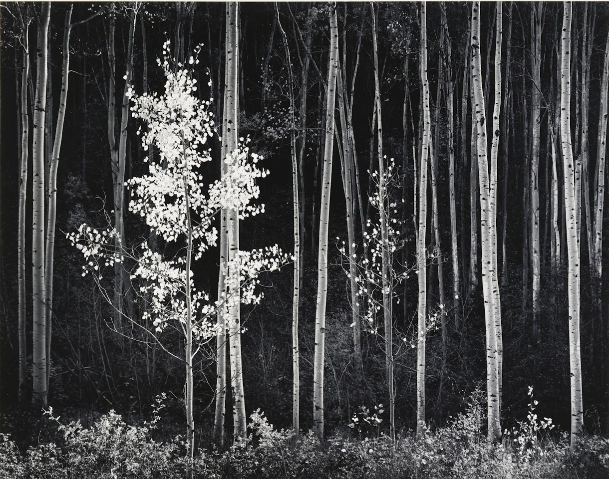 ASPENS, NORTHERN NEW MEXICO' by Ansel Adams