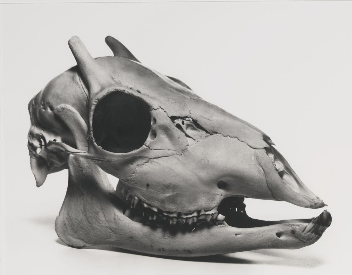 ROE DEER' by Irving Penn