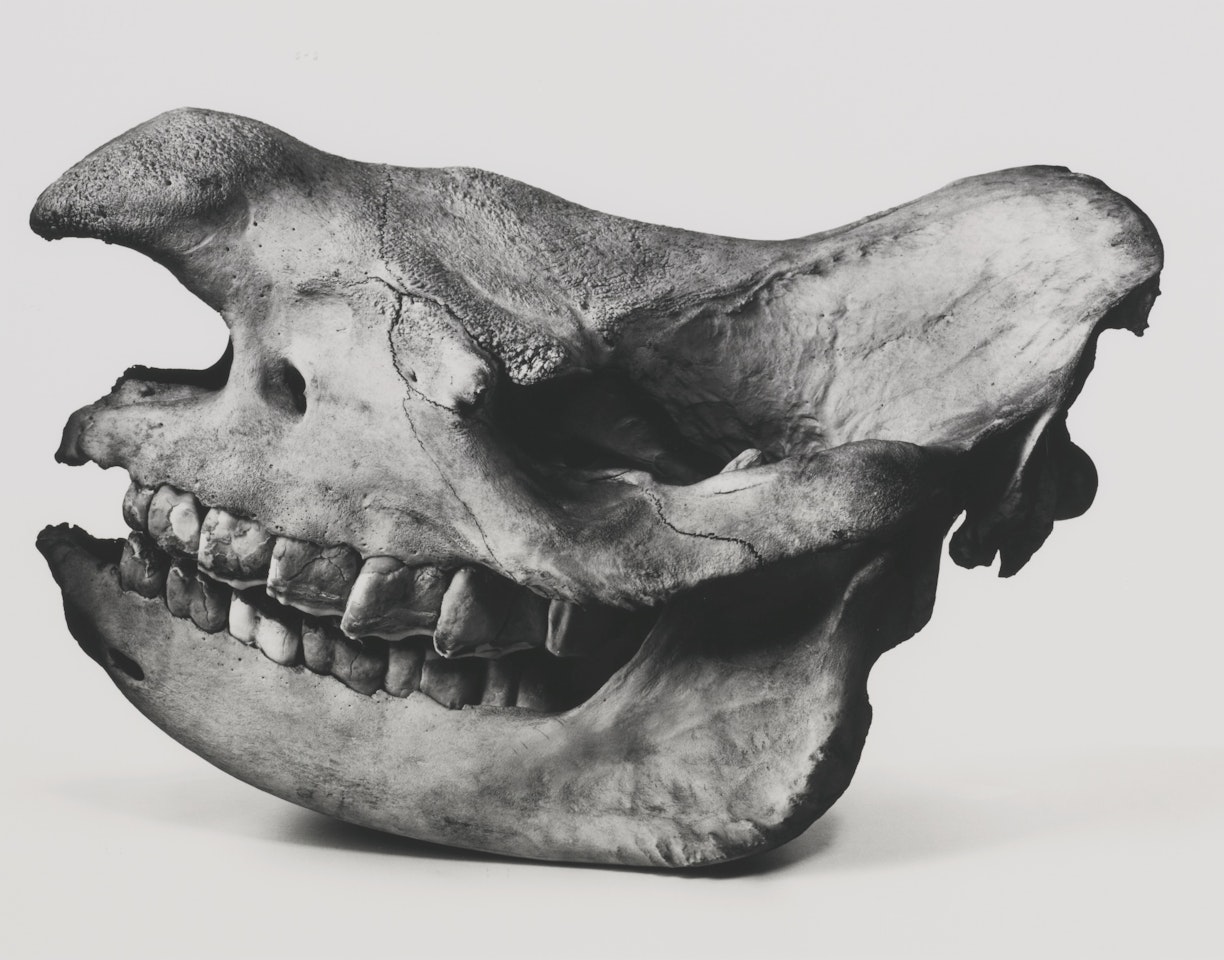 BLACK RHINO' by Irving Penn