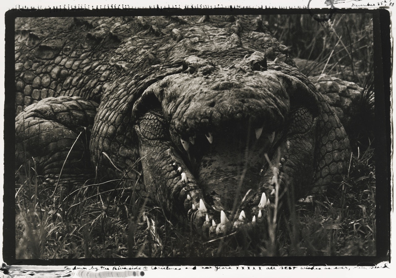 LARGE CROCODILE, 15-16 FEET, UGANDA (LEVIATHAN) by Peter Beard