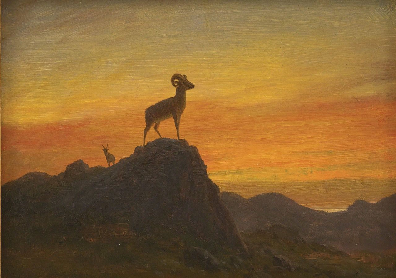Rocky mountain Sheep by Albert Bierstadt