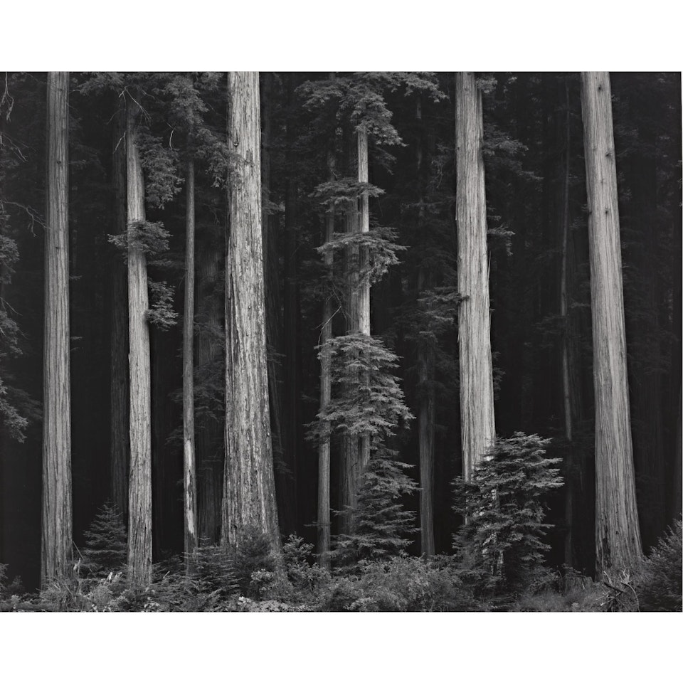 Redwoods, Bull Creek Flat, Northern California by Ansel Adams