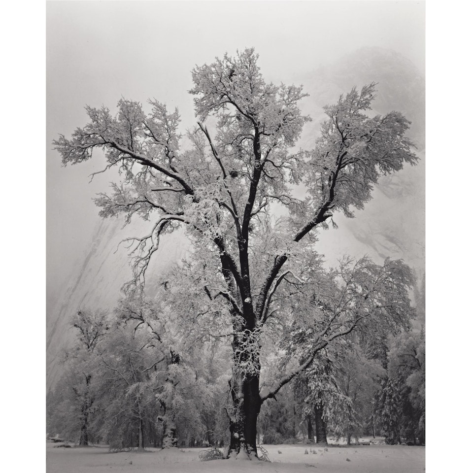 Oak Tree, Snow Storm, Yosemite Valley, California by Ansel Adams