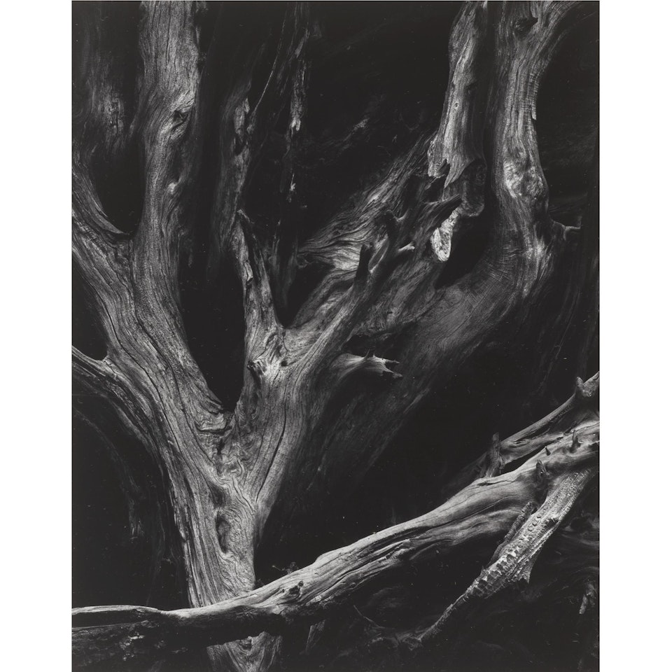 Sequoia Roots, Mariposa Grove, Yosemite National Park, California by Ansel Adams
