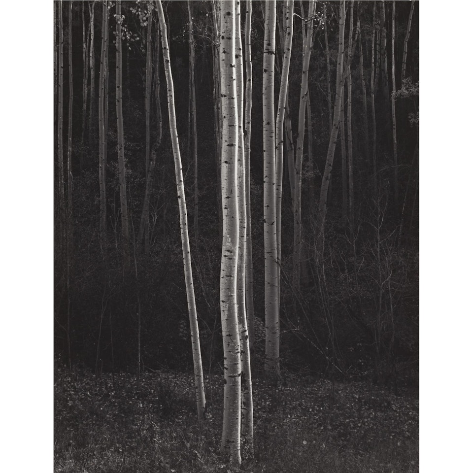 Aspens, New Mexico (Vertical) by Ansel Adams