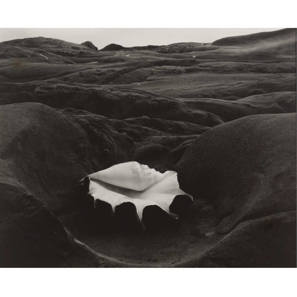 Shell And Rock Arrangement by Edward Weston
