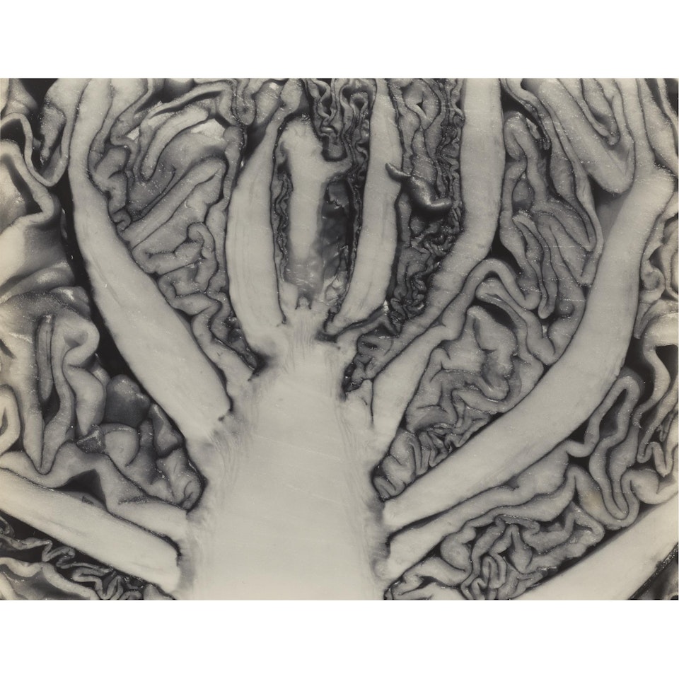 Halved Cabbage by Edward Weston