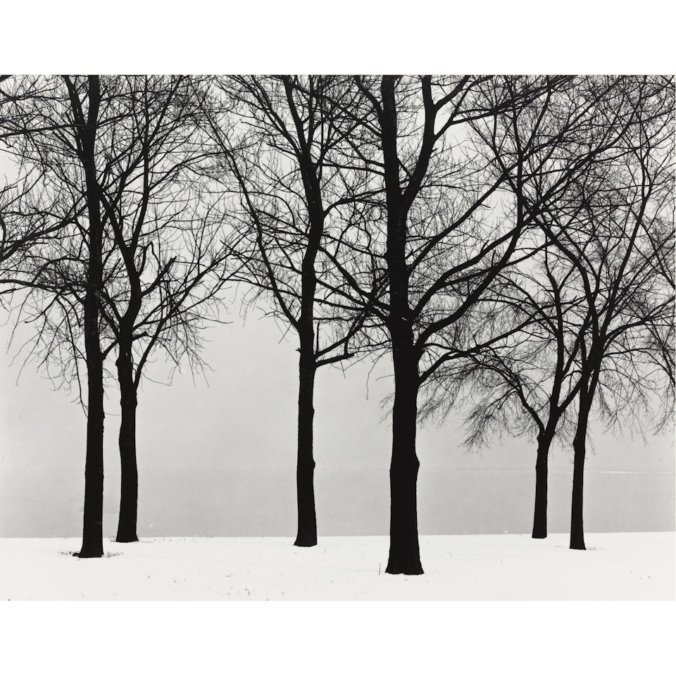 Chicago (Trees In Snow) by Harry Callahan