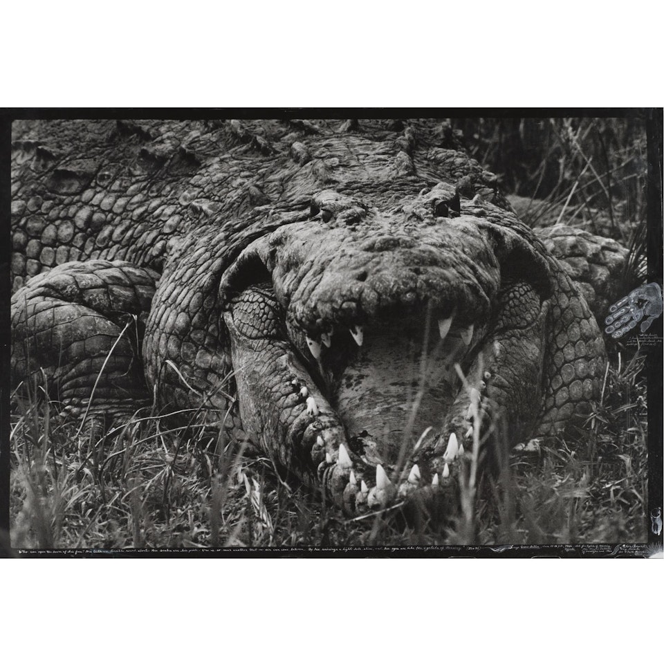 Large Crocodrillos, Circa 15 - 16 Feet, Uganda by Peter Beard