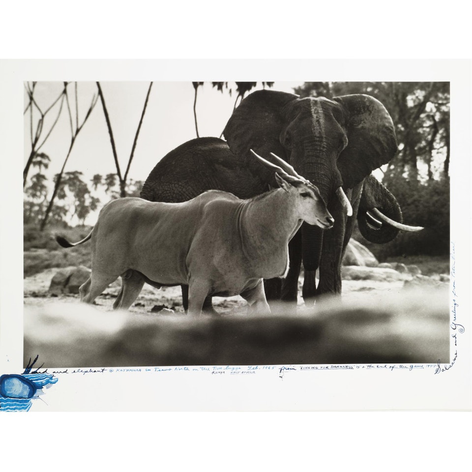 Eland And Elephant @ Kathmula In Tsavo North On The Tiva Lugga, Kenya, East Africa by Peter Beard