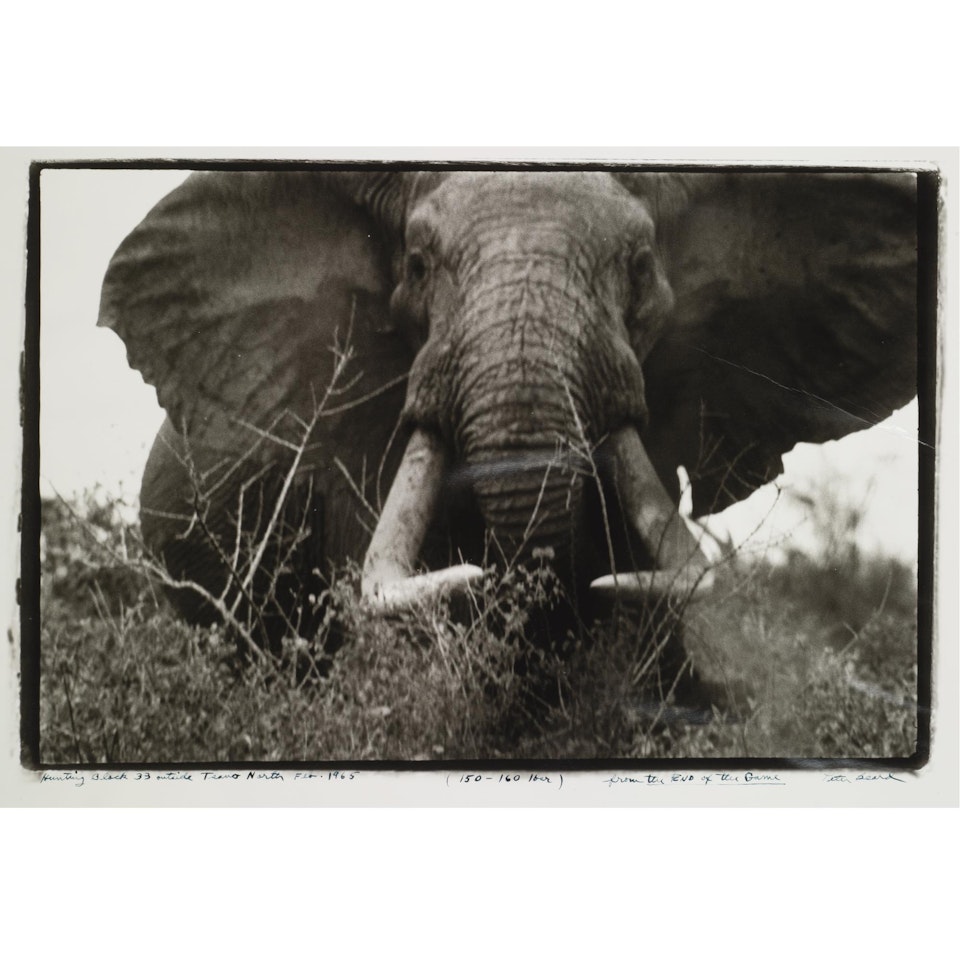 Hunting Block 33 Outside Tsavo North Feb. 1965 (150-160 Lber) by Peter Beard