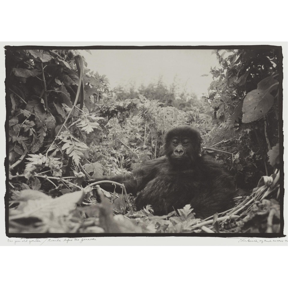 One Year Old Gorilla/Rwanda Before The Genocide by Peter Beard