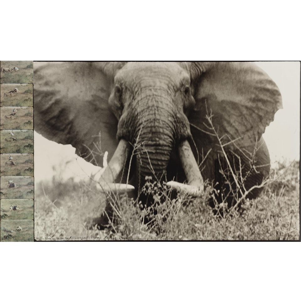 Tsavo North On The Athi Tiva, Circa 150 Lbs. - 160 Lbs. Side Bull Elephant by Peter Beard