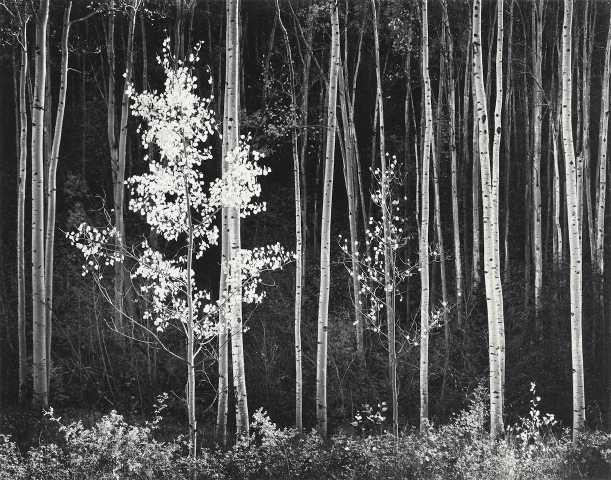 ASPENS, NORTHERN NEW MEXICO' by Ansel Adams