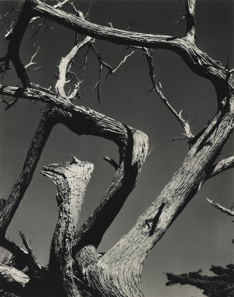 CYPRESS by Edward Weston