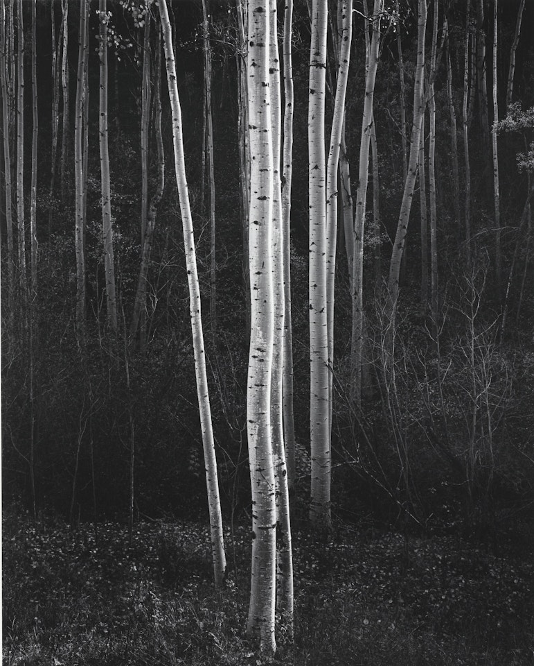 ASPENS, NORTHERN NEW MEXICO' by Ansel Adams
