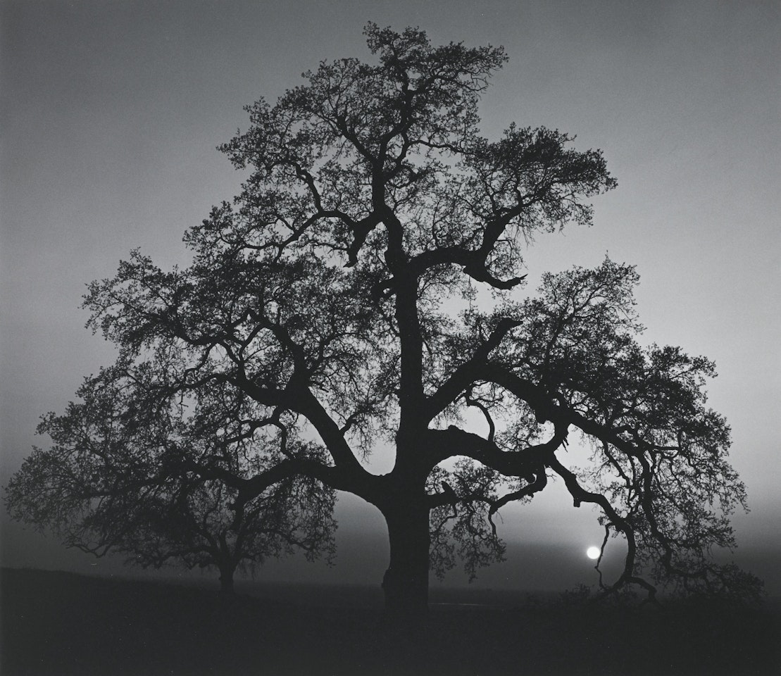 OAK TREE, SUNSET CITY, SIERRA FOOTHILLS, CALIFORNIA' by Ansel Adams