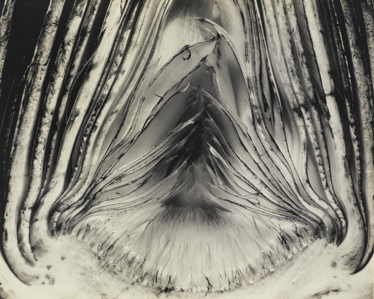 ARTICHOKE - HALVED' by Edward Weston